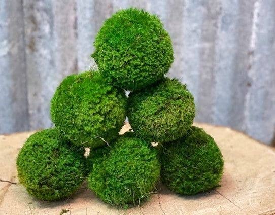 Preserved Small Moss Ball decorative plant
