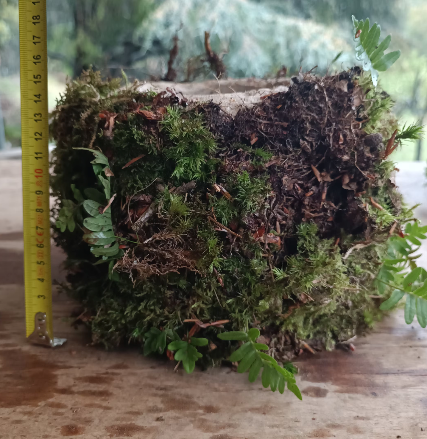 Living Plant pot with living moss and ferns attached