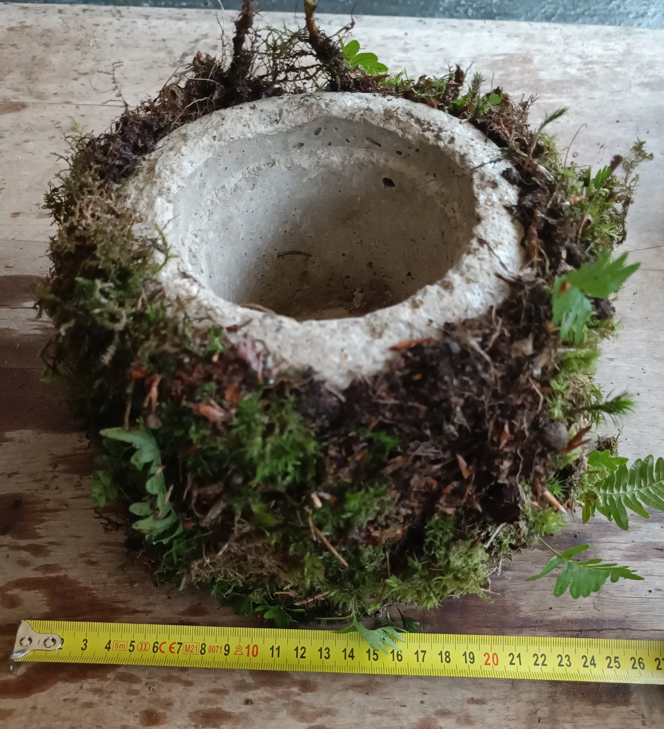 Living Plant pot with living moss and ferns attached