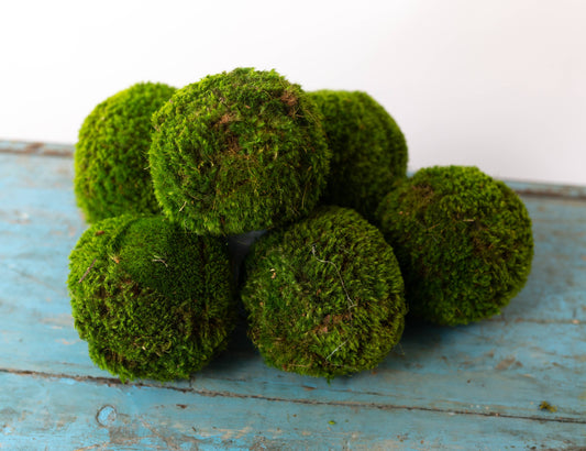 Preserved Small Moss Ball decorative plant