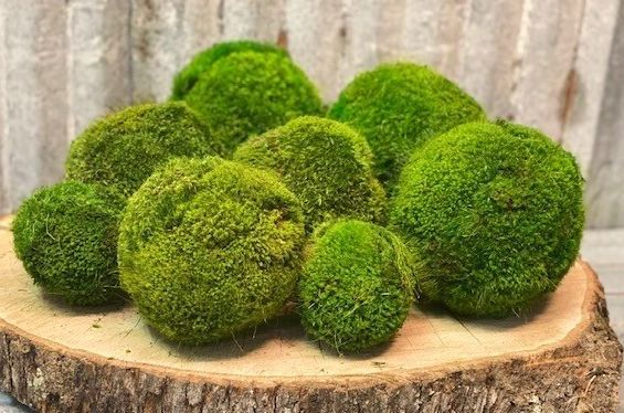Preserved Small Moss Ball decorative plant