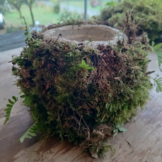 Living Plant pot with living moss and ferns attached